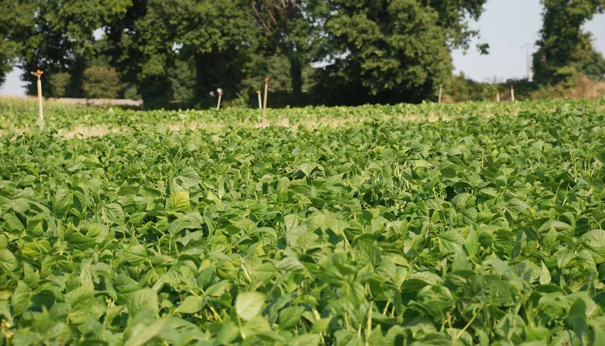 haricot - Illustration Sans irrigation, le haricot ne fait pas le poids