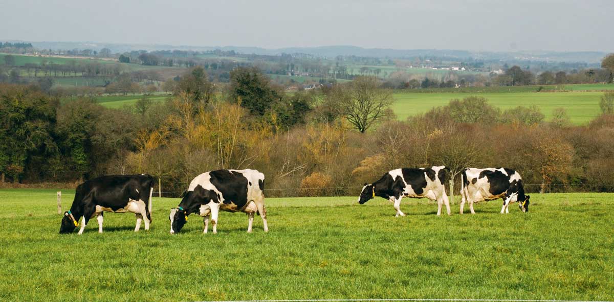 Photo of Production laitière biologique, pourquoi ça marche ?