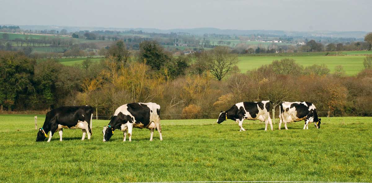 lait-bio-paturage - Illustration Production laitière biologique, pourquoi ça marche ?