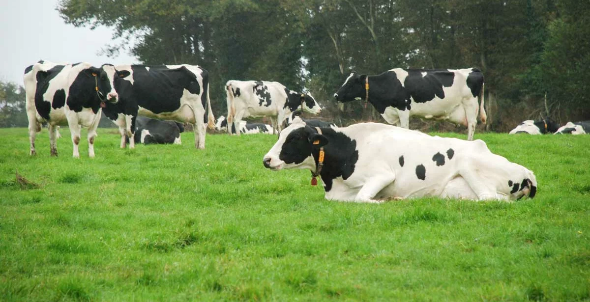 lait-pature-fourrage-herbe-holstein - Illustration 31 M€ d’aides de trésorerie pour les producteurs de lait