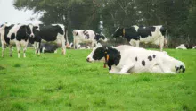 lait-pature-fourrage-herbe-holstein