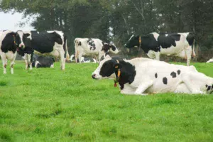 lait-pature-fourrage-herbe-holstein