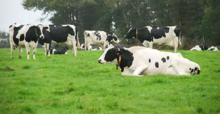 lait-pature-fourrage-herbe-holstein