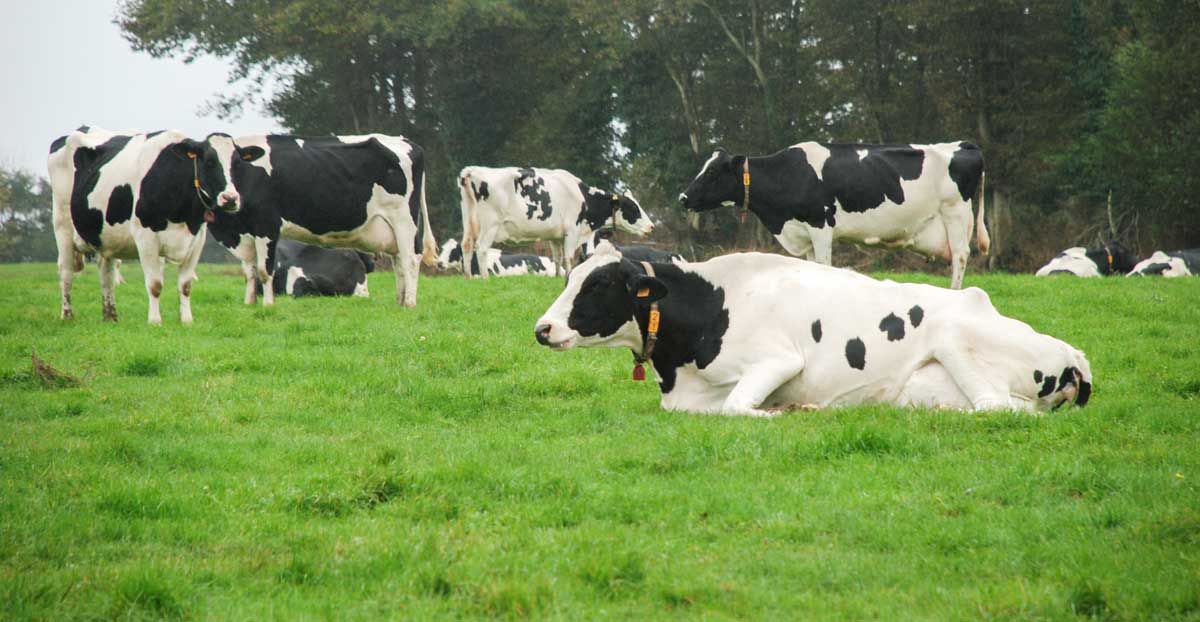 Photo of 31 M€ d’aides de trésorerie pour les producteurs de lait