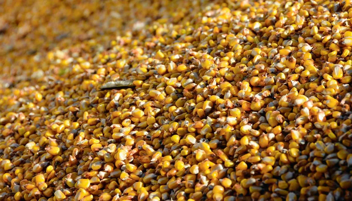 mais-grain - Illustration Marchés : quelle direction pour les prix de maïs 2016/2017 ?