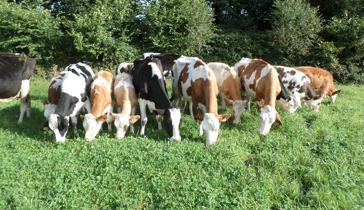 Le parcellaire a été redécoupé en paddocks plus petits sur lesquels le troupeau métissé passe plus rapidement. - Illustration « Nous avons révisé le système herbager »