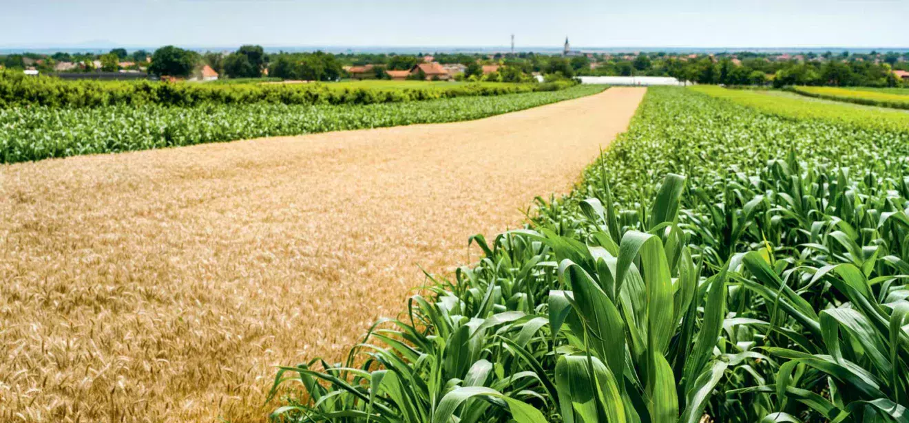 paysage-culture-mais-orge-agronomie - Illustration Essais : l’agronomie en a sous le pied