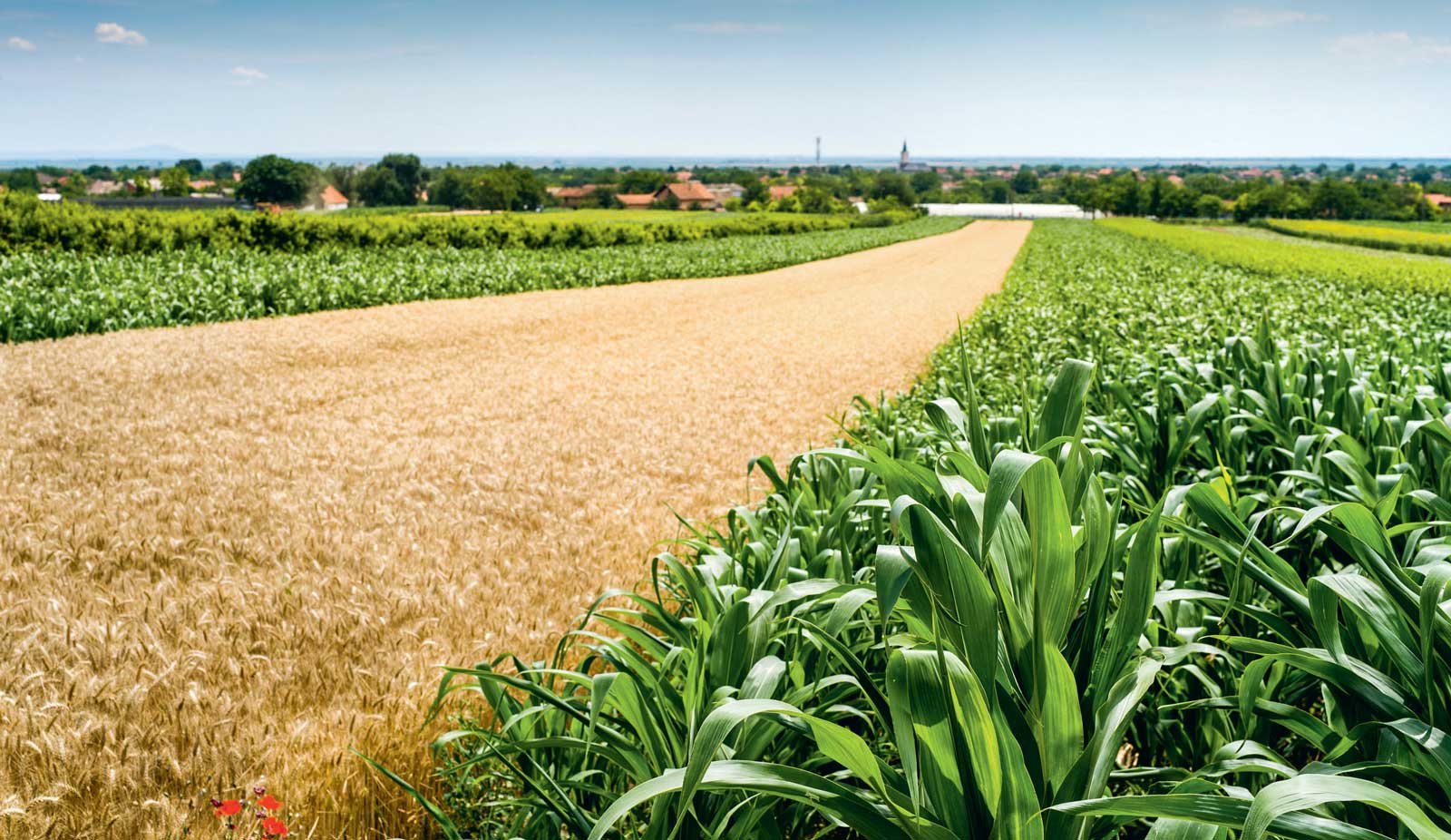 paysage-culture-mais-orge-agronomie - Illustration Essais : l’agronomie en a sous le pied