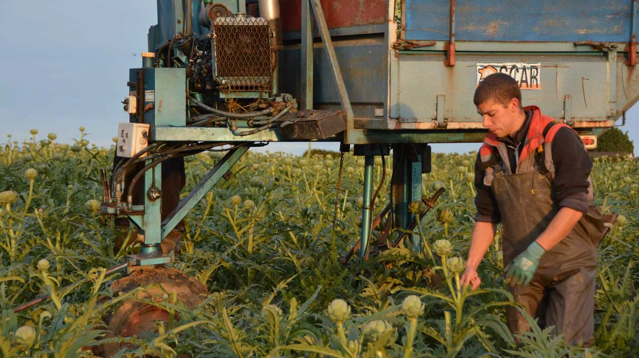 recolte-artichaut - Illustration Temps archi-chaud pour l&rsquo;artichaut