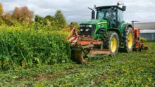 Le rouleau avant casse la moutarde brune. Derrière, le semoir Väderstad CarrierDrill 300 effectue un semis simplifié.