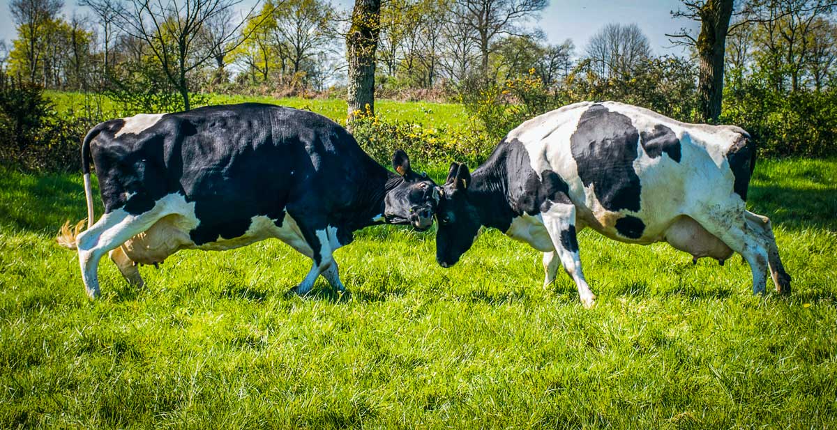 td_choc-vache-prim-holstein - Illustration Santé : amortir le choc du mélange d’animaux