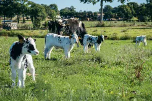 Au Gaec des Marguerites, à la belle saison, les veaux croisés sont élevés dehors sous des vaches nourrices.