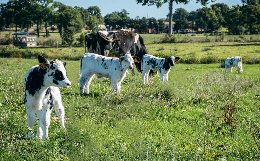 Au Gaec des Marguerites, à la belle saison, les veaux croisés sont élevés dehors sous des vaches nourrices.