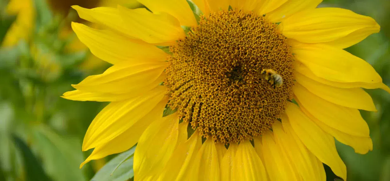 tournesol-methanisation-abeille - Illustration Le tournesol capte l’énergie du soleil