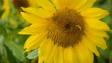 tournesol-methanisation-abeille