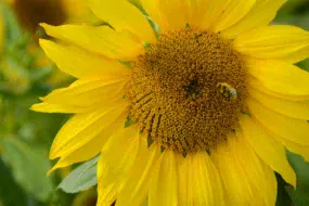 tournesol-methanisation-abeille