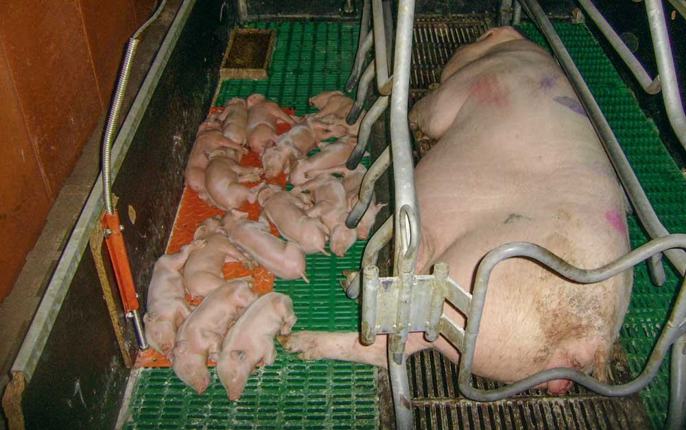  - Illustration Porc : une conduite rigoureuse en multiplication