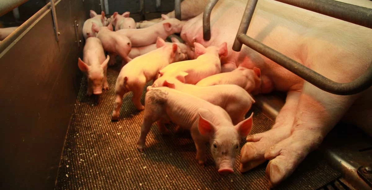 truie porcelet - Illustration Porc : écart de performance “très important” entre élevages