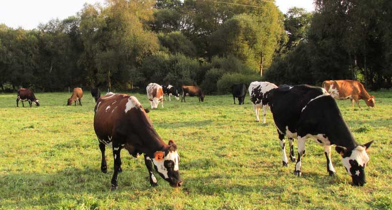 vache-pature-herbe-automne