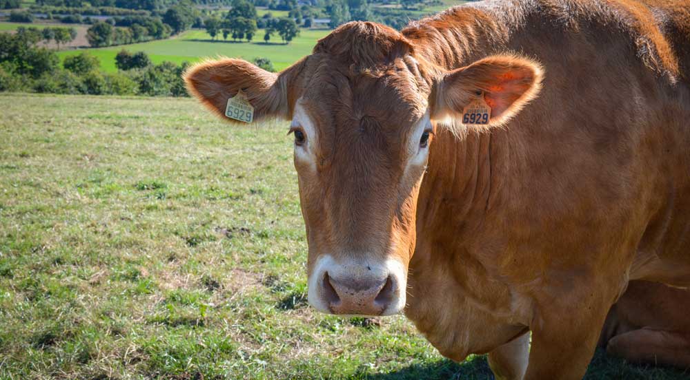 Photo of Viande bovine : Bruxelles refuserait le stockage privé et l’aide humanitaire