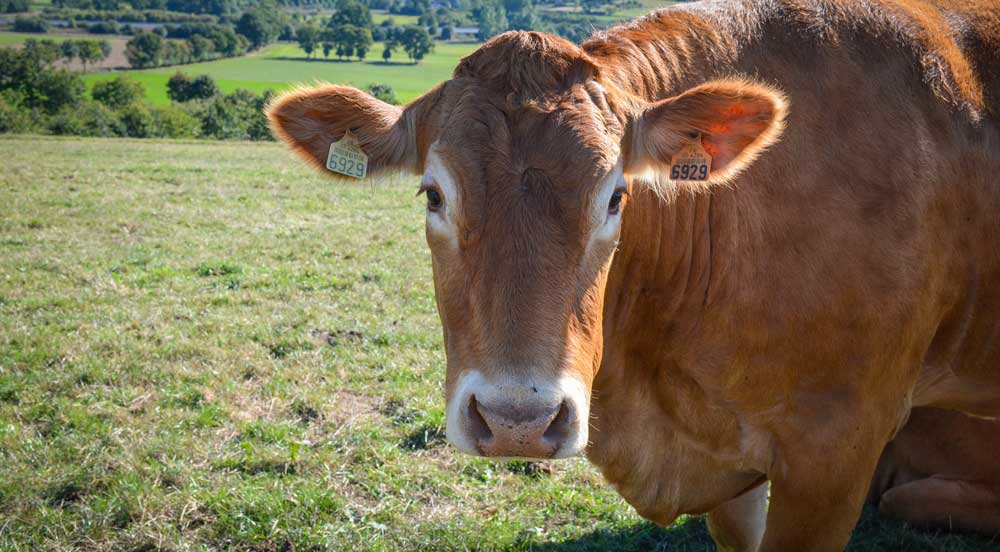 viande-bovine - Illustration Génétique et non-OGM pour viser la plus-value du label