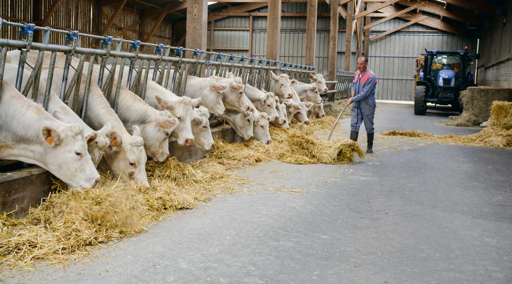 viande-chopin-2 - Illustration Les jeunes charolais mieux valorisés