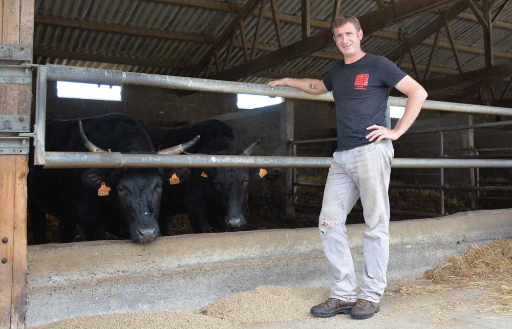 Reportage dans un élevage bovin de race japonaise Wagyu en Ille-et-Vilaine