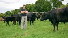 Le troupeau de Wagyu de Sébastien Chérel totalise 75 animaux dont 30 mères et 4 mâles reproducteurs. C’est une race calme, paisible, produisant une viande très persillée.