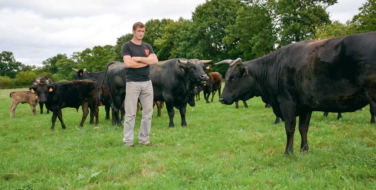 Le troupeau de Wagyu de Sébastien Chérel totalise 75 animaux dont 30 mères et 4 mâles reproducteurs. C’est une race calme, paisible, produisant une viande très persillée. - Illustration La viande de Wagyu, un produit de luxe