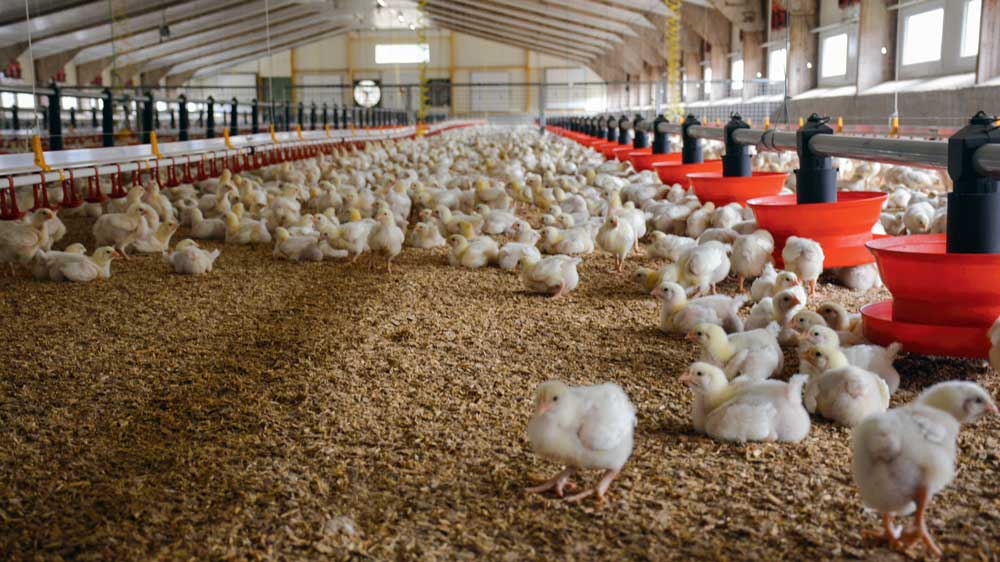 volaille-chair-poulailler - Illustration Volaille de chair : hausse de production en poulet et baisse en dinde au 1er trimestre