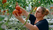 Gestion de l’ambiance des apports nutritifs… les points communs sont nombreux entre production porcine et culture de tomate.