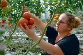 Gestion de l’ambiance des apports nutritifs… les points communs sont nombreux entre production porcine et culture de tomate.