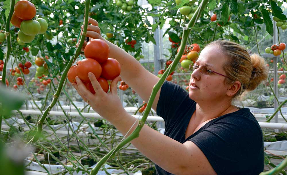 Gestion de l’ambiance des apports nutritifs… les points communs sont nombreux entre production porcine et culture de tomate. - Illustration Un parallèle entre production porcine et culture de tomates