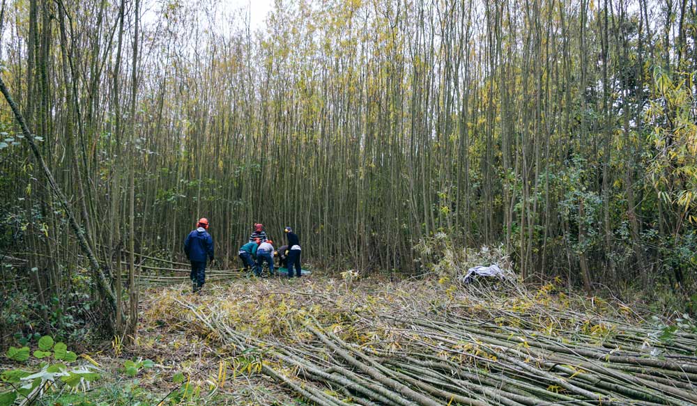 ttcr-chantier-insertion-bois - Illustration Des solutions pour les taillis plus âgés