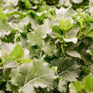 Le colza aime la présence de la féverole, qui le lui rend bien en attirant des insectes qui régulent les attaques de ravageurs.