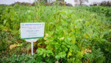 Les mélanges variés couvrent les situations des producteurs de légumes, mais respectent aussi les SIE.