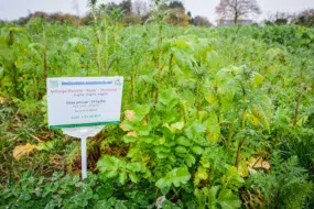 Les mélanges variés couvrent les situations des producteurs de légumes, mais respectent aussi les SIE.