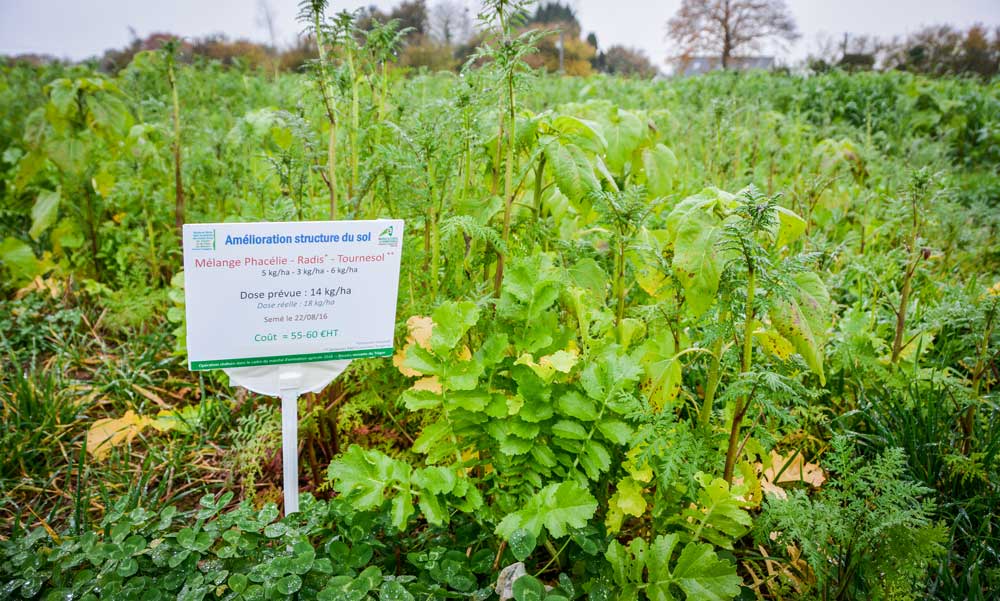 Les mélanges variés couvrent les situations des producteurs de légumes, mais respectent aussi les SIE. - Illustration Comparer deux dates de semis de couverts végétaux