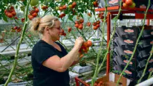 dossier-legumes-tomates