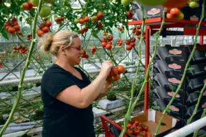 dossier-legumes-tomates