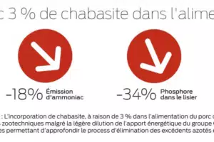 effet-chabasite-porc