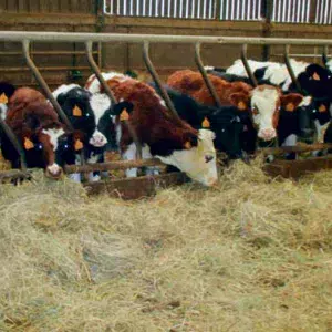 Ration d’hiver des jeunes génisses de moins d’un an : foin + 2,5 kg MS maïs.