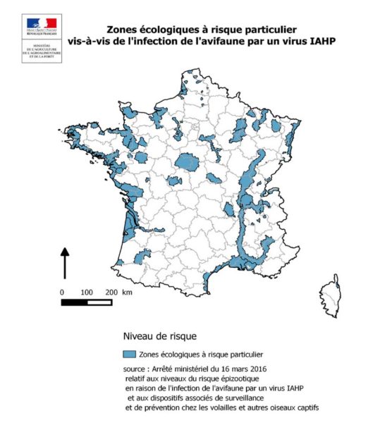 h5n8-zone-risque-eleve-virus