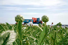 legume-artichaut