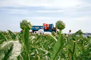 legume-artichaut