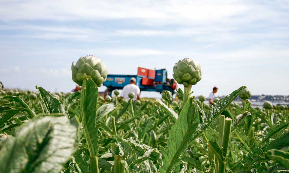 legume-artichaut - Illustration Les légumiers chez la sous-préfète