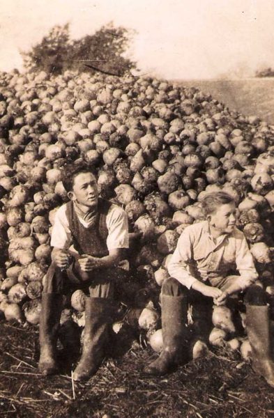 Souvenir du travail laborieux de novembre à la ferme avec le ramassage des betteraves.