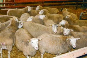 mouton-ovin