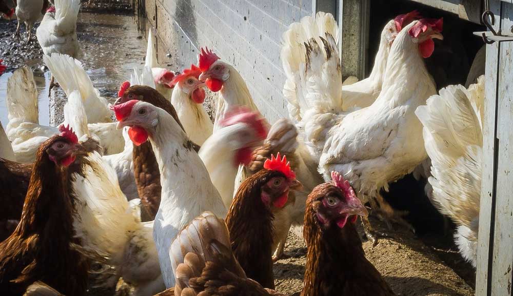 poule-h5n8 - Illustration Alerte rouge suite à un cas de H5N8 en France