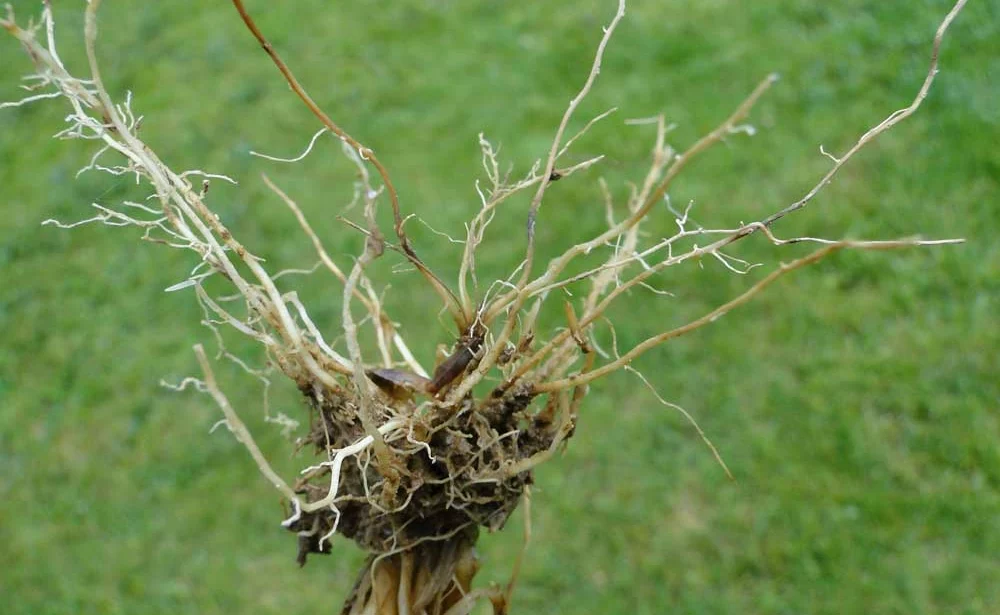Les racines noires à brunes sont en cours de destruction. Les racines blanches, nouvellement formées, sont peu efficaces. - Illustration Céréales : observer les risques de piétin échaudage